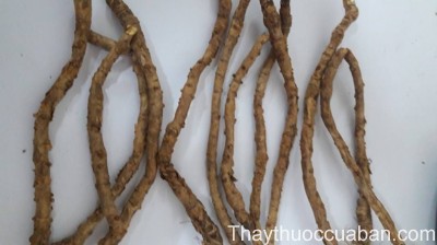 H&igrave;nh ảnh vị thuốc ph&ograve;ng phong